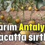 Tarım Antalya'yı ihracatta sırtladı