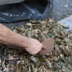 Terminalde 300 kilogram kerevit, 40 kilo mavi yengeç ele geçirildi