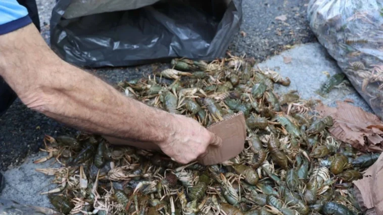 Terminalde 300 kilogram kerevit, 40 kilo mavi yengeç ele geçirildi