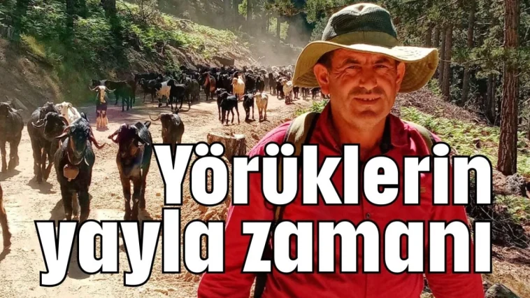 Yörüklerin yayla zamanı