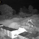 Ayıların Kovanları Parçaladığı Anlar Kamerada