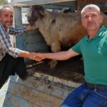 Gazipaşadaki kurban pazarında hareketlilik