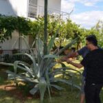 Ev aldı, bahçesinde Agave ağacı buldu Zarar vermenin cezası 400 bin lira