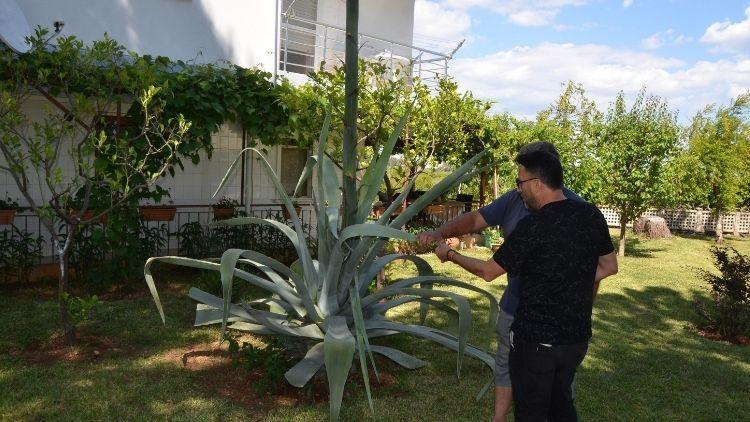 Ev aldı, bahçesinde Agave ağacı buldu Zarar vermenin cezası 400 bin lira