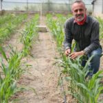 Mısırda kuraklığa dayanıklı tür ıslahında başarı