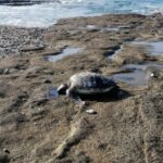 Deniz kaplumbağası ölüsü sahile vurdu