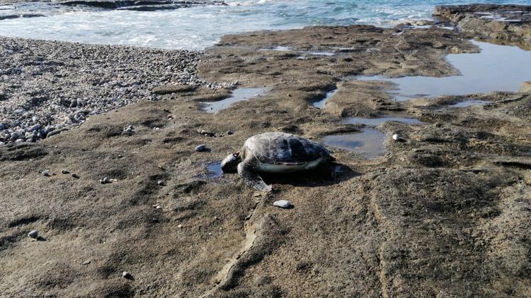 Deniz kaplumbağası ölüsü sahile vurdu