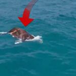 Antalyada denizde bulundu Görenler hayrete düştü