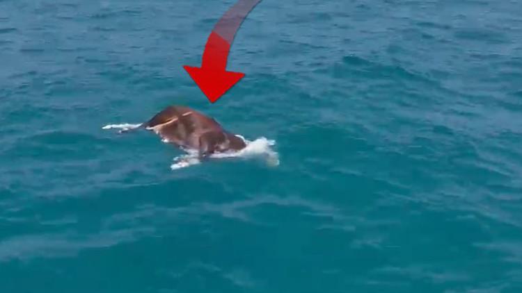 Antalyada denizde bulundu Görenler hayrete düştü