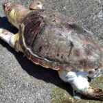 Alanyada sahilde ölü caretta caretta bulundu