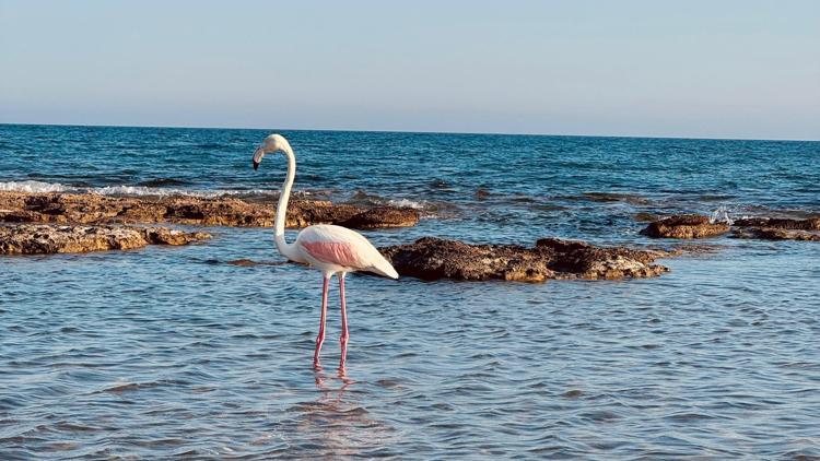 Sahildeki flamingo ilgi odağı oldu