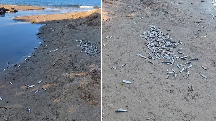 Antalyada tedirgin eden görüntü... Balık ölümlerine inceleme