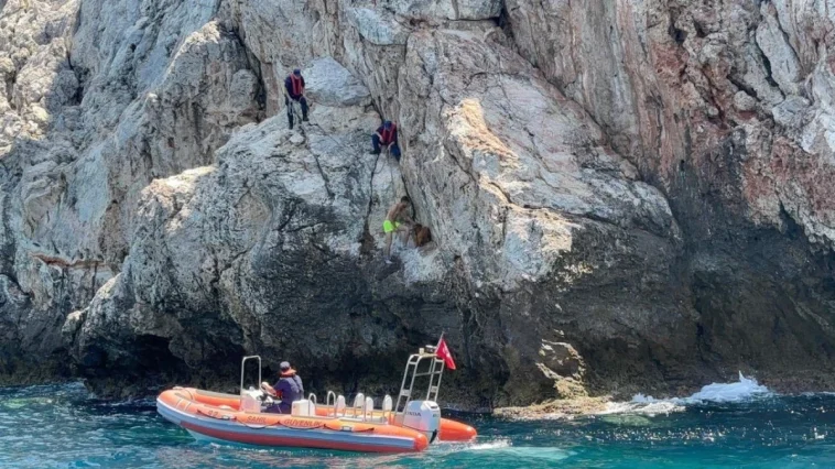 Alanya Kalesi'nde kayalık bölgede mahsur kalan dağ keçisi kurtarıldı