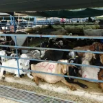 Alanya'da kurban satış yerleri doldu