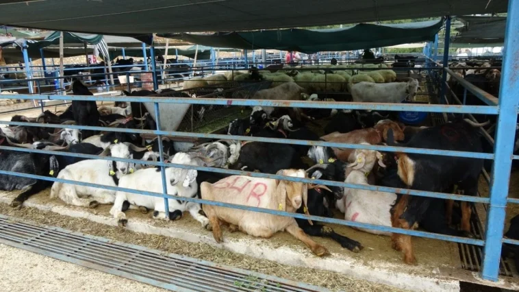 Alanya'da kurban satış yerleri doldu