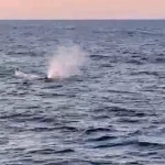 Antalya açıklarında balina görüldü