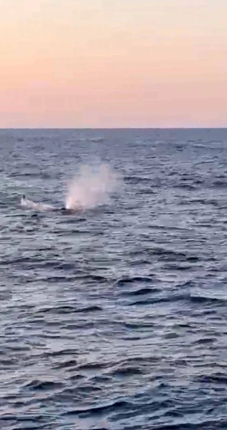 Antalya açıklarında balina görüldü