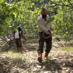 Antalya İbradı'da incir bahçelerinde yeni sezon hazırlıkları