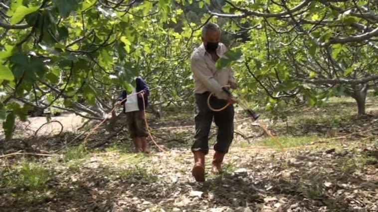 Antalya İbradı'da incir bahçelerinde yeni sezon hazırlıkları