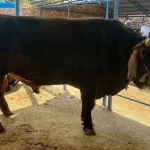 Antalya'da 1 ton 300 kiloluk tosun 430 Bin TL'ye satıldı