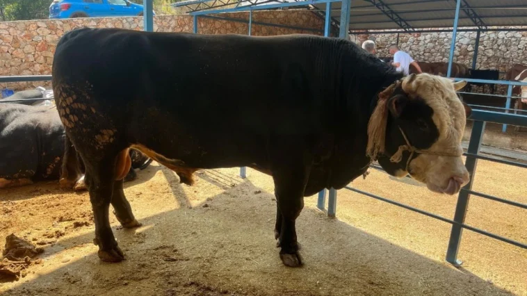 Antalya'da 1 ton 300 kiloluk tosun 430 Bin TL'ye satıldı