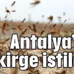 Antalya'da çekirge istilası
