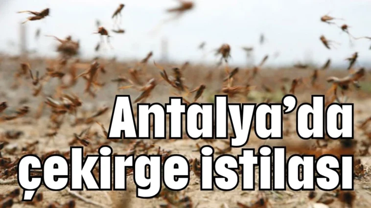Antalya'da çekirge istilası