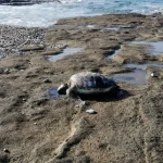 Antalya'da deniz kaplumbağa ölüsü sahile vurdu