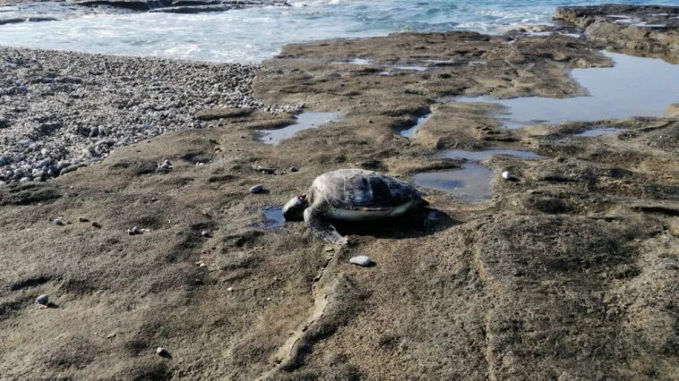 Antalya'da deniz kaplumbağa ölüsü sahile vurdu