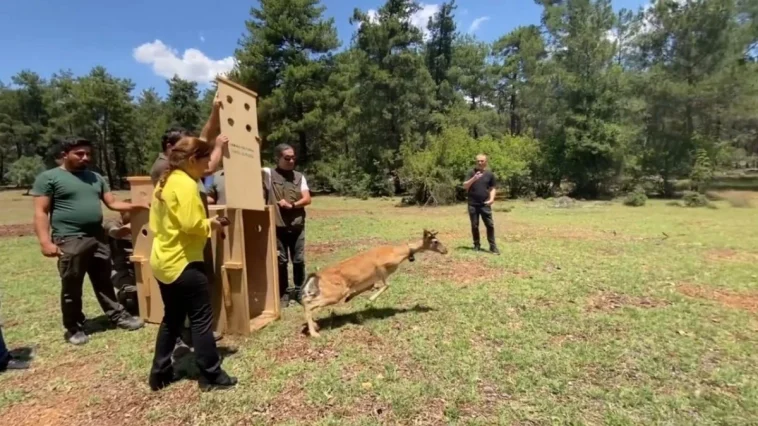 Antalya’da doğaya salınan alageyiğin hareketleri uyduyla izleniyor