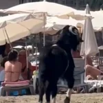 Antalya'da kaçan kurbanlık plajda zor anlar yaşattı