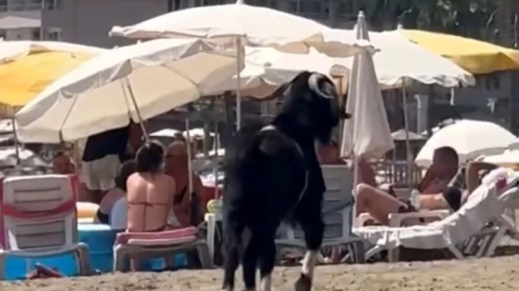 Antalya'da kaçan kurbanlık plajda zor anlar yaşattı