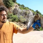 Antalya’da tedavi edilen kerkenezler özgür