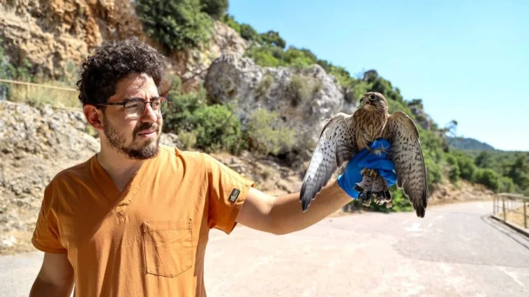 Antalya’da tedavi edilen kerkenezler özgür