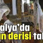 Antalya’da yılan derisi talebi