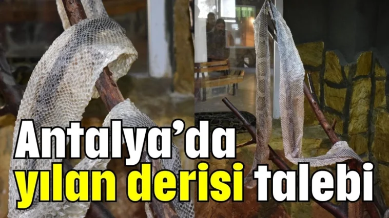 Antalya’da yılan derisi talebi