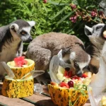 Bunaltıcı havada hayvanlara özel 'buzlu serinlik'