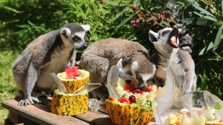 Bunaltıcı havada hayvanlara özel 'buzlu serinlik'