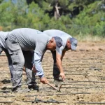 Çandır fasulyesi toprağa merhaba dedi