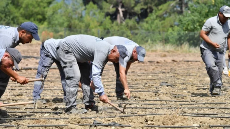 Çandır fasulyesi toprağa merhaba dedi