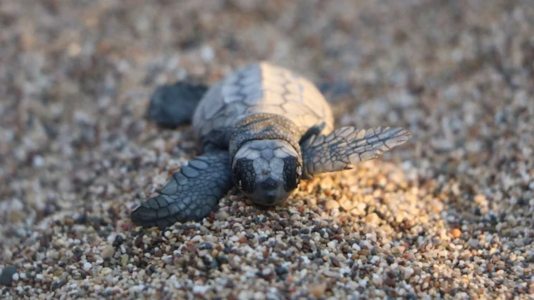 Çıralı'da deniz kaplumbağası yavrularının zorlu yolculuğu başladı