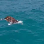 Denizde ölü inek bulundu