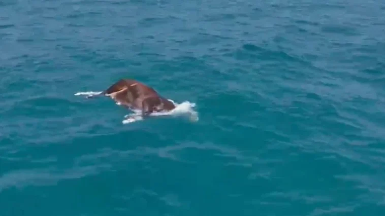 Denizde ölü inek bulundu