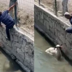 Finike’de kaçan kurbanlık dereye atladı