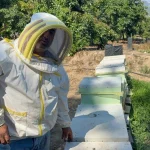 Kovanlarına ayı saldıran arıcı: Bal falan kalmamış