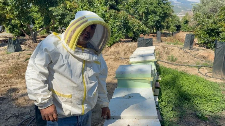 Kovanlarına ayı saldıran arıcı: Bal falan kalmamış