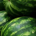 Manavgat Karpuzu şenlikle tanıtılacak