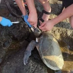 Misina yutan caretta ekiplerin müdahalesiyle hayata döndü