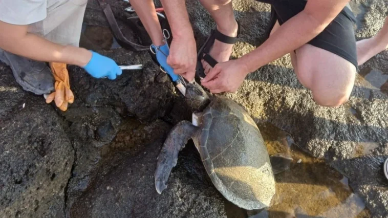 Misina yutan caretta ekiplerin müdahalesiyle hayata döndü