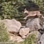 Onlar da yangından kaçtı